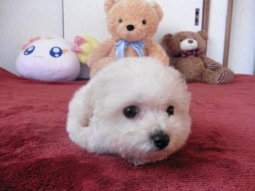 ビションフリーゼとトイプードルのミックス犬【鹿児島県・女の子・2016年1月17日・ホワイト&クリーム】の写真「おちびでかわいいおてんば娘」