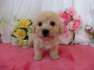 ビションフリーゼとトイプードルのミックス犬【鹿児島県・女の子・2016年1月17日・ホワイト&クリーム】の写真「短足ちゃんです」