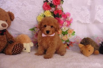 トイプードル(トイ)【鹿児島県・男の子・2019年1月6日・レッド】の写真「🐩大きくもなく　小さくもなく初めての方にお勧め🐩」