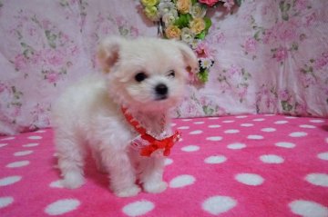 ミックス(チワワ×マルプー)【鹿児島県・女の子・2021年8月5日・ホワイト&クリーム】の写真「★くまちゃん顔でメチャかわちゃん。」