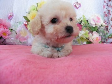 ビションフリーゼとトイプードルのミックス犬【鹿児島県・女の子・2016年1月17日・ホワイト&クリーム】の写真「抜け毛の少ない最強コンビの組み合わせです」