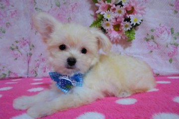 ミックス(マルプー×チワワ)【鹿児島県・男の子・2021年8月5日・ホワイト&クリーム】の写真「★寂しがり屋でマイペース」