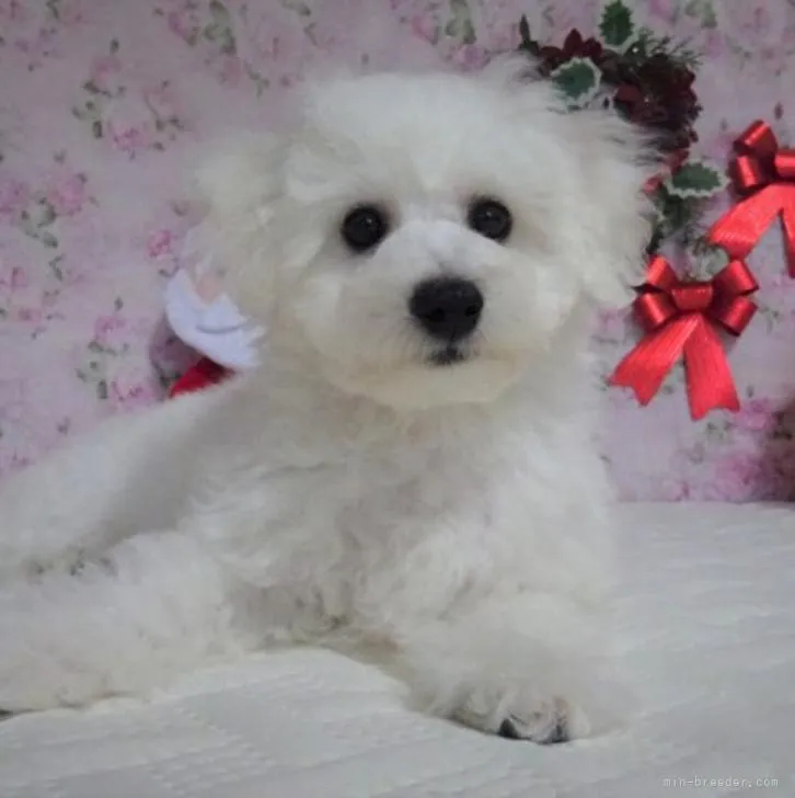 ID：2211-02961の子犬