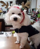 ビションフリーゼ【・女の子・2021年12月4日・ホワイト】