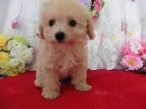 ビションフリーゼとトイプードルのミックス犬【鹿児島県・女の子・2016年1月17日・アプリコット】の写真4