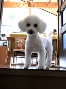 ビションフリーゼ【・女の子・2021年12月4日・ホワイト】