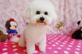 ビションフリーゼ【・男の子・2019年6月13日・ホワイト】