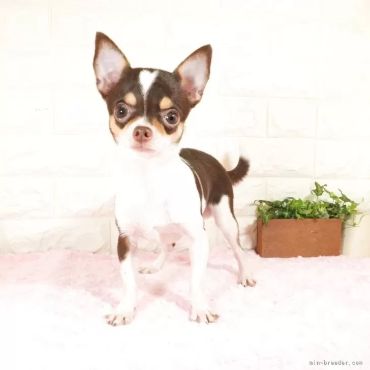 チワワ(スムース)【愛知県・男の子・2025年4月11日・チョコレートタンホワイト】の写真1