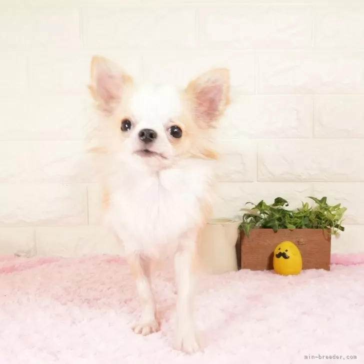 チワワ(ロング)【愛知県・男の子・2025年2月7日・クリームホワイト】の写真1