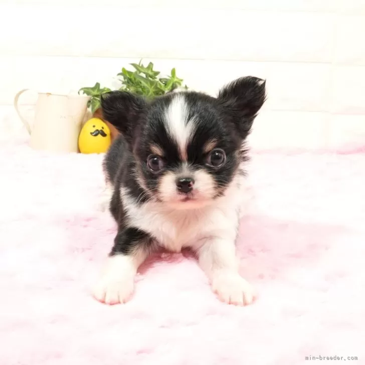 ID:2501-06477の子犬