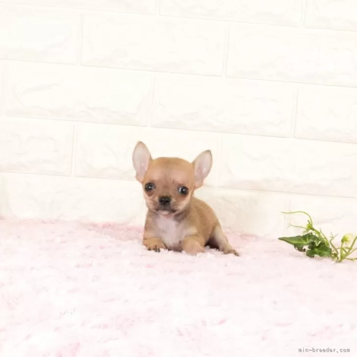 チワワ(スムース)【愛知県・女の子・2025年7月18日・レッド】の写真1