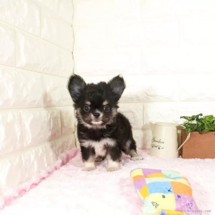 ID:2510-04450の子犬