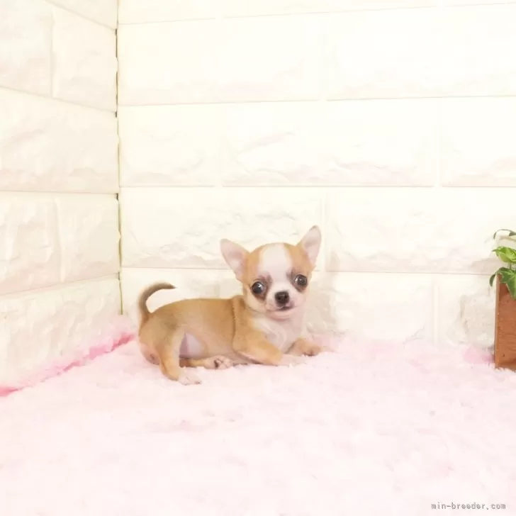 ID：2505-04785の子犬