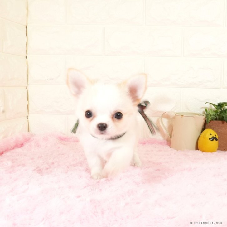 ブリーダー画像