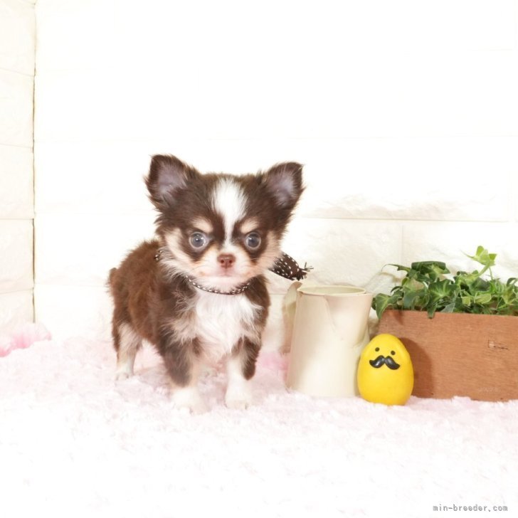 ブリーダー画像