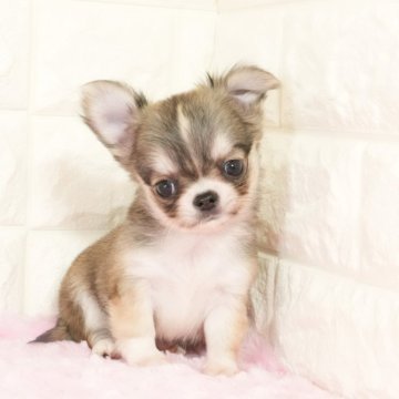 チワワ(ロング)【愛知県・女の子・2025年9月27日・レッドホワイト】の写真「かわいいお顔の女の子です(^-^)」