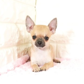 チワワ(ロング)【愛知県・男の子・2025年7月19日・フォーン】の写真「甘えん坊の男の子です(^-^)」