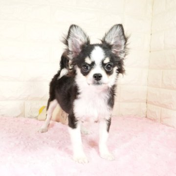 チワワ(ロング)【愛知県・女の子・2025年8月2日・ブラックタンホワイト】の写真「人懐こい性格の女の子です(^-^)」