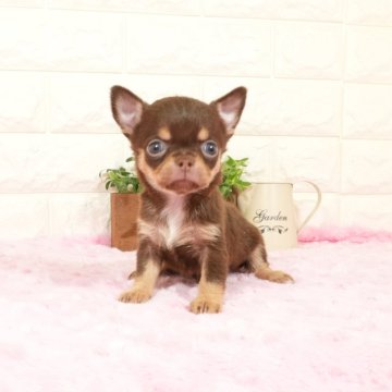 チワワ(スムース)【愛知県・男の子・2025年4月9日・チョコレートタン】の写真「きれいな色チョコタンスムースの男の子です(^-^)」