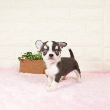 チワワ(スムース)【愛知県・男の子・2025年10月30日・ブラックタンホワイト】の写真「人懐こい性格の男の子です(^_^)」