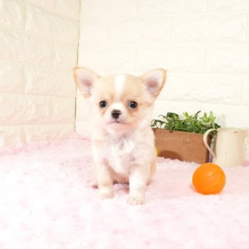 チワワ(ロング)【愛知県・女の子・2025年10月18日・クリームホワイト】の写真「小さめ かわいい～💕お顔の女の子です(^-^)」