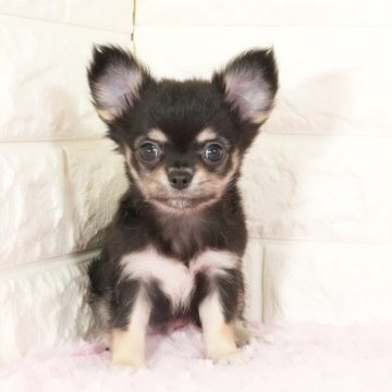 チワワ(ロング)【愛知県・男の子・2025年9月12日・ブラックタン】の写真「甘えん坊の男の子です(^-^)」