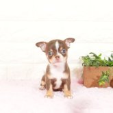 チワワ(スムース)