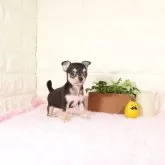 チワワ(スムース)