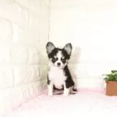 チワワ(ロング)