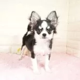 チワワ(ロング)