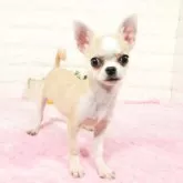チワワ(スムース)