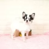 チワワ(ロング)