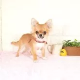 チワワ(ロング)