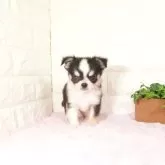 チワワ(ロング)
