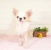 チワワ(ロング)