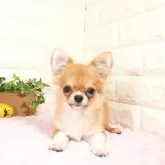 チワワ(ロング)【愛知県・女の子・2025年5月29日・レッドホワイト】の写真1