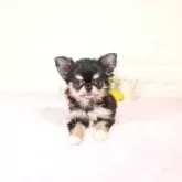 チワワ(ロング)