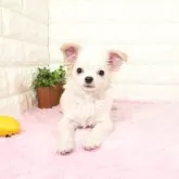 チワワ(ロング)