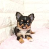 チワワ(ロング)