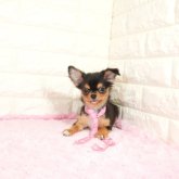 チワワ(ロング)