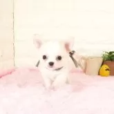 チワワ(ロング)【愛知県・男の子・2025年9月18日・クリームホワイト】の写真1