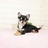 チワワ(ロング)