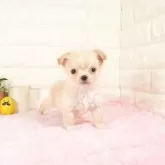チワワ(ロング)