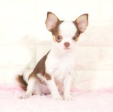 チワワ(スムース)