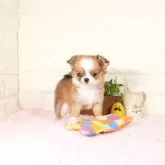 チワワ(ロング)