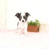 チワワ(ロング)