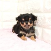 チワワ(ロング)