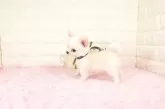 チワワ(ロング)【愛知県・男の子・2025年9月18日・クリームホワイト】の写真2