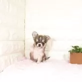 チワワ(ロング)【愛知県・女の子・2025年9月27日・レッドホワイト】の写真2