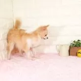 チワワ(ロング)【愛知県・男の子・2025年2月7日・クリームホワイト】の写真2